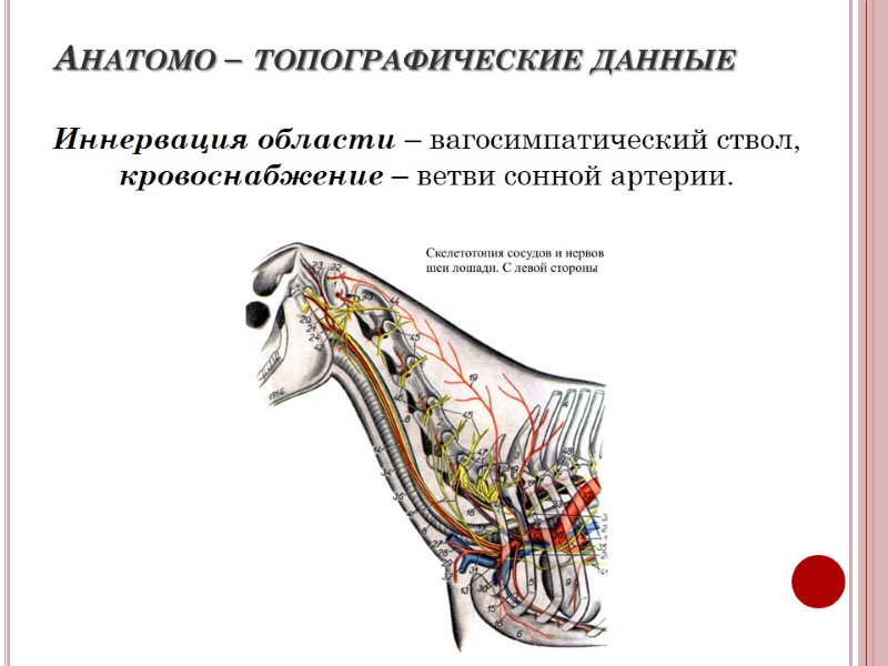 Анатомо – топографические данные Иннервация области – вагосимпатический ствол, кровоснабжение – ветви сонной артерии.